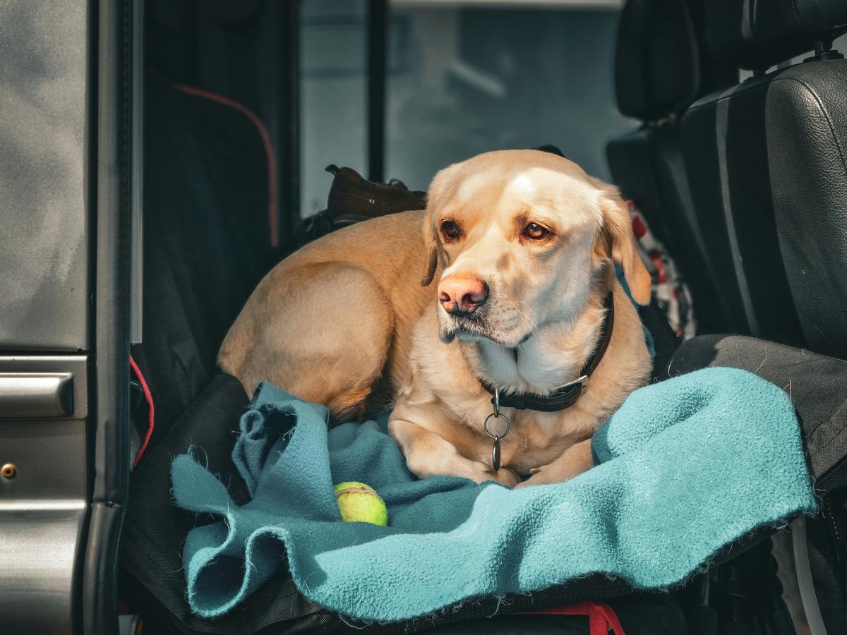 How Transport Programs Help Lubbock's Overcrowded Animal Shelters