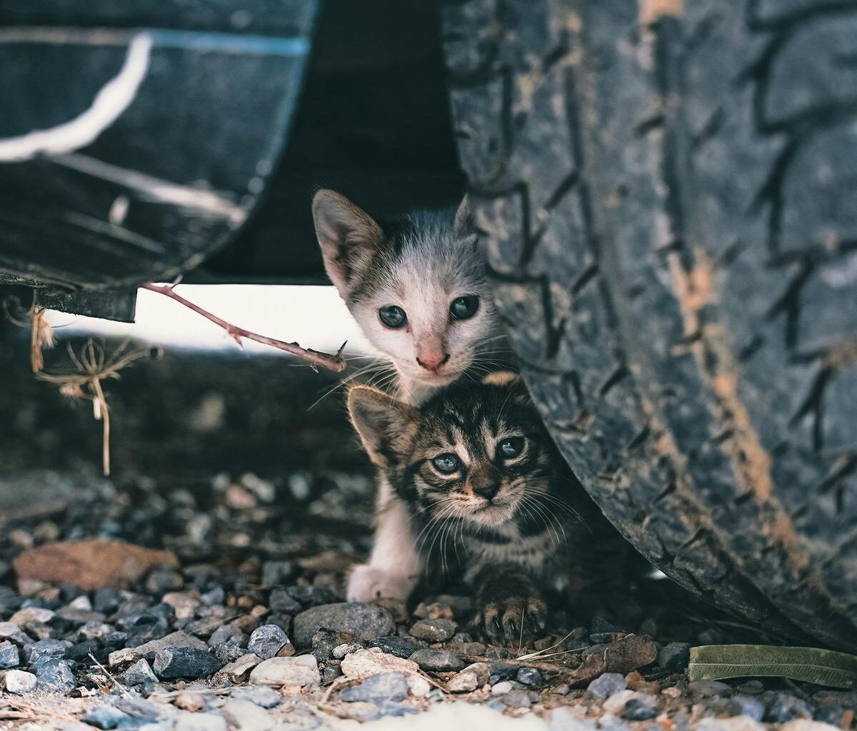 El Paso Drivers Finding Tiny Kittens Hidden Under Vehicles