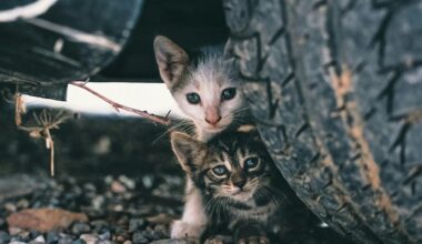 El Paso Drivers Finding Tiny Kittens Hidden Under Vehicles