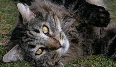What To Know About P.E.T.S. Clinic's Pet Surgery Services