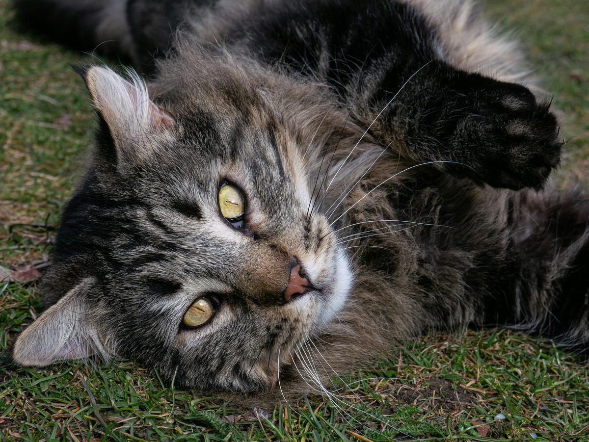 What To Know About P.E.T.S. Clinic's Pet Surgery Services