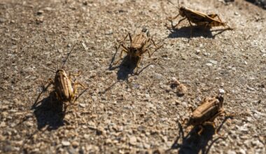 The Real Reason Grasshoppers Are Taking Over El Paso