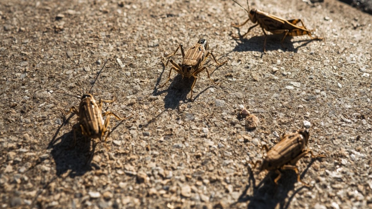 The Real Reason Grasshoppers Are Taking Over El Paso