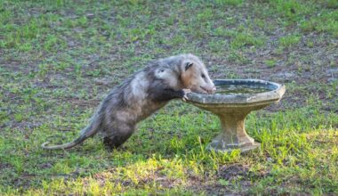 What You Can Do To Help South Plains Wildlife Rehab Center
