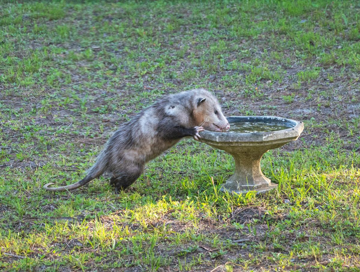 What You Can Do To Help South Plains Wildlife Rehab Center