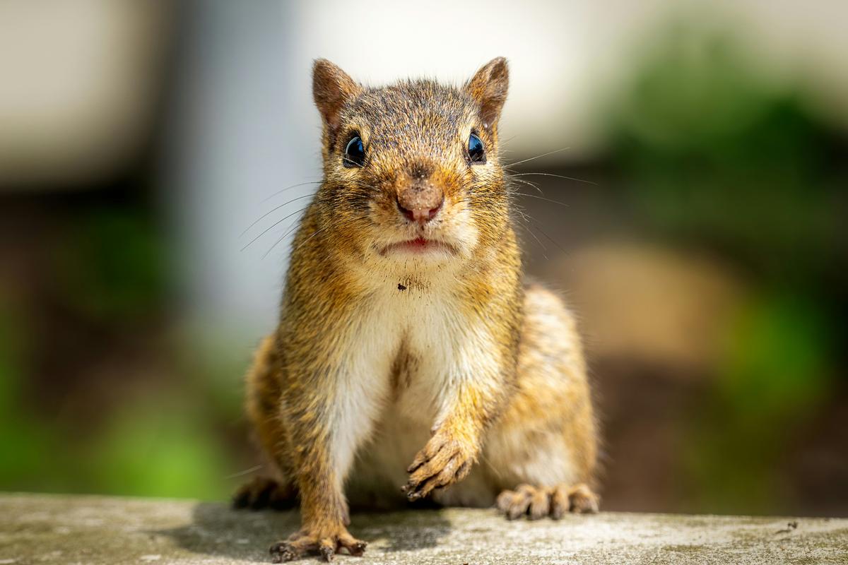 A Totally Scientific Ranking of the Meanest Animals in Lubbock