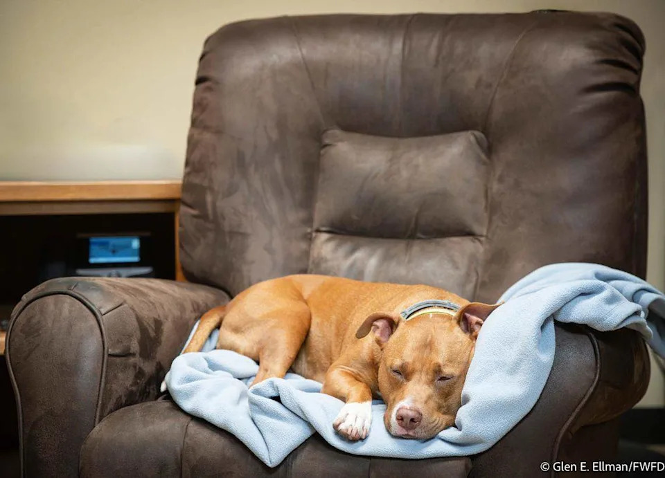 Jake, the pit bull recently adopted by the Fort Worth fire crew at Station 8, has found the perfect recliner to nap in, the firefighters say. Jake’s owner left him outside the station after he could no longer take care of his beloved pet.