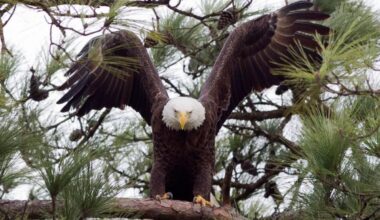 Texas man faces jailtime for killing bald eagle that landed in his tree