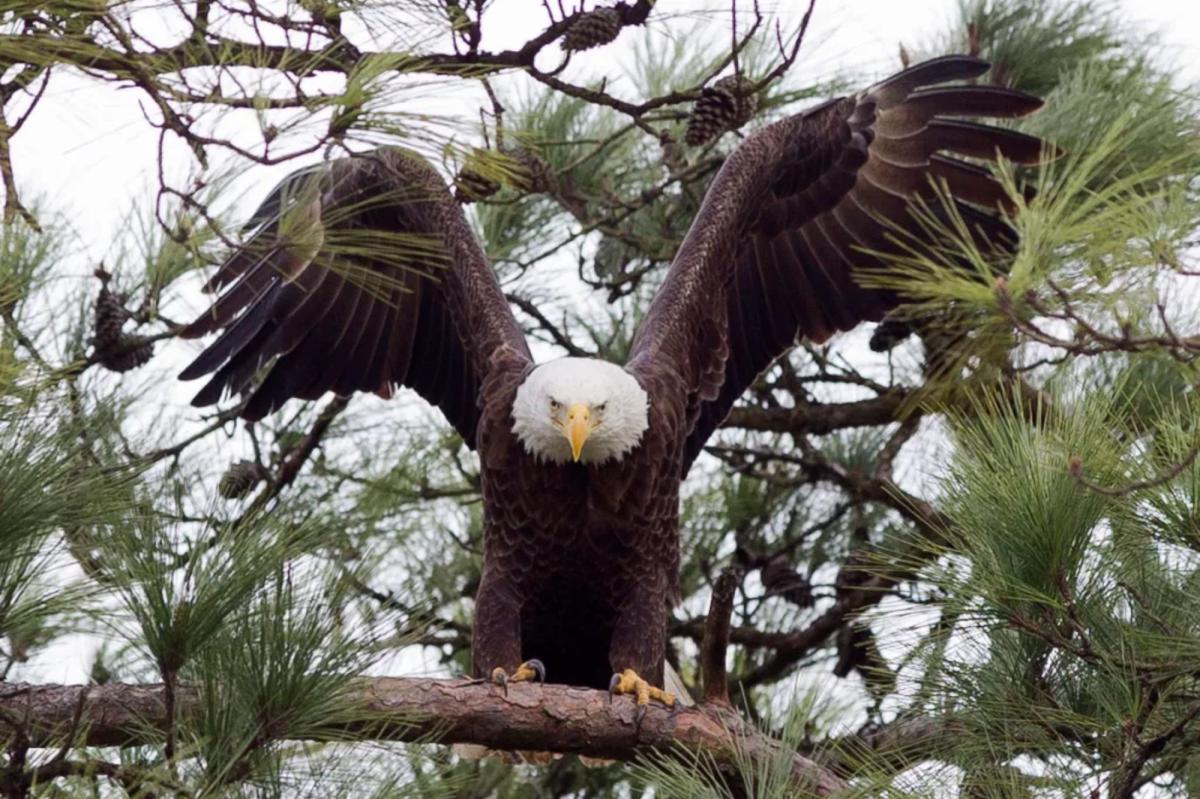 Texas man faces jailtime for killing bald eagle that landed in his tree