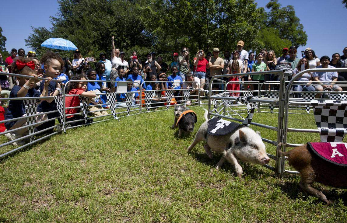 Crowds gather to watch pig races during Mayfest at Trinity Park on Saturday, May 2, 2026, in Fort Worth. The festival was held along the Trinity River.