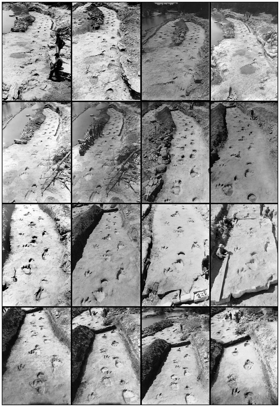 Paleontologist Roland T. Bird discovered the fossilized dinosaur tracks near Glen Rose, Texas back in the 1930s. One slab of stone was sent to the American Museum of Natural History in New York and the second was maintained in the Lone Star State. (Courtesy of American Museum of Natural History, Texas Science & Natural Museum)
