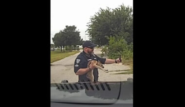 Texas Police Officer Plays Lassie in Real Life After a Doe Flags Down His Patrol Car