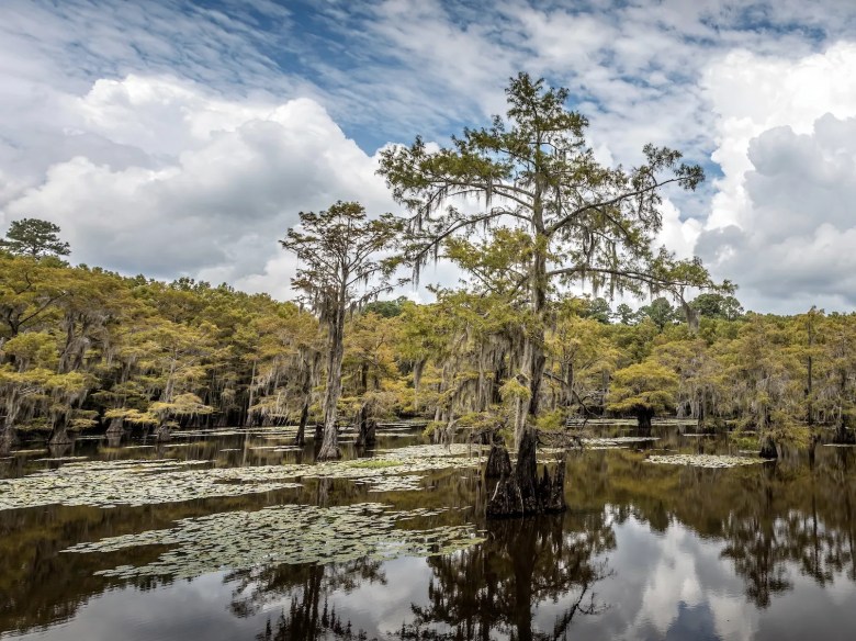 This image has an empty alt attribute; its file name is caddo-lake-state-park.webp
