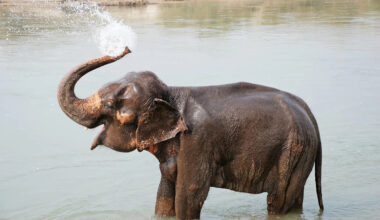 Fort Worth Zoo’s New Baby Elephant Gets His First Swim Lesson and It’s Pure Joy