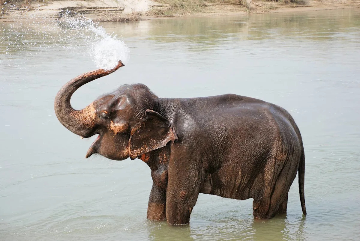 Fort Worth Zoo’s New Baby Elephant Gets His First Swim Lesson and It’s Pure Joy