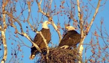 Dallas protects White Rock Lake eaglets as they learn to fly