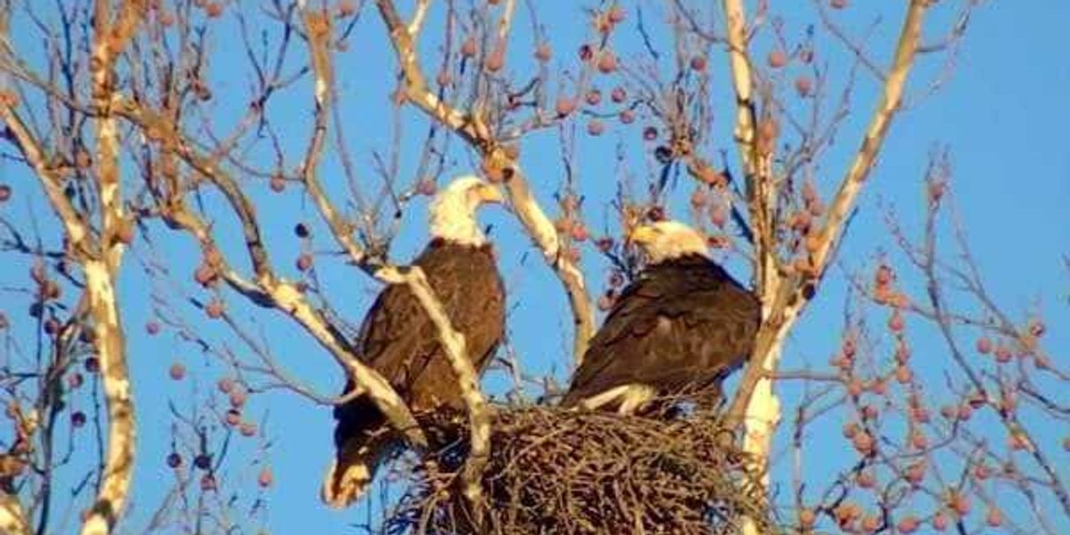 Dallas protects White Rock Lake eaglets as they learn to fly