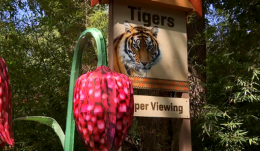 Dallas Zoo promotes kids mental health during awareness month – NBC 5 Dallas-Fort Worth