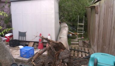 Strong winds uprooted tree in Corpus Christi neighborhood