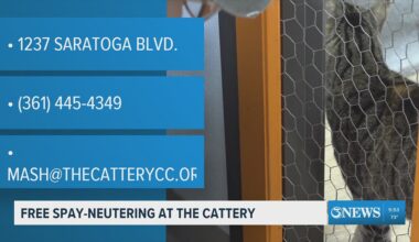 Free spay-neutering at the cattery