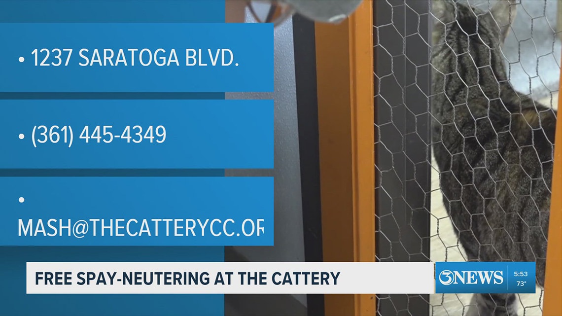Free spay-neutering at the cattery