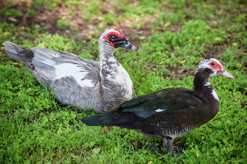 Officials at The Club at Pecan Grove say the invasive bird population has grown significantly over the past year. (Ariana Garcia)