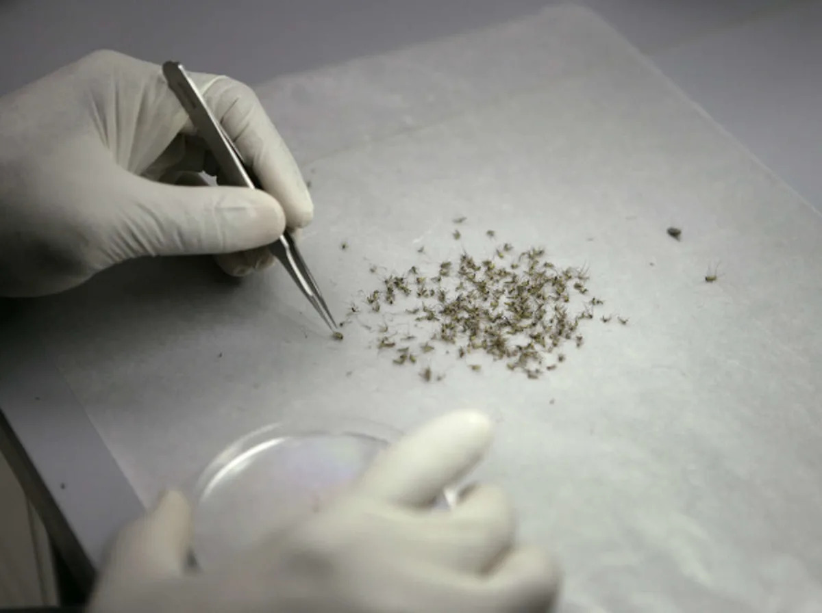 West Nile-positive mosquitoes found in Fort Worth, Grand Prairie. Here's what to know