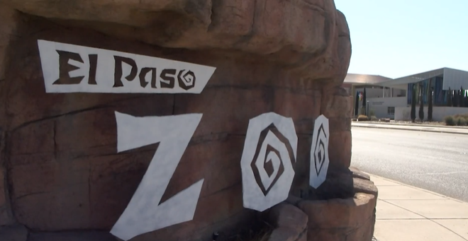 El Paso Zoo works to regain accreditation