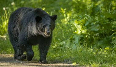 Texas is seeing more black bears. What should you do if you see one?
