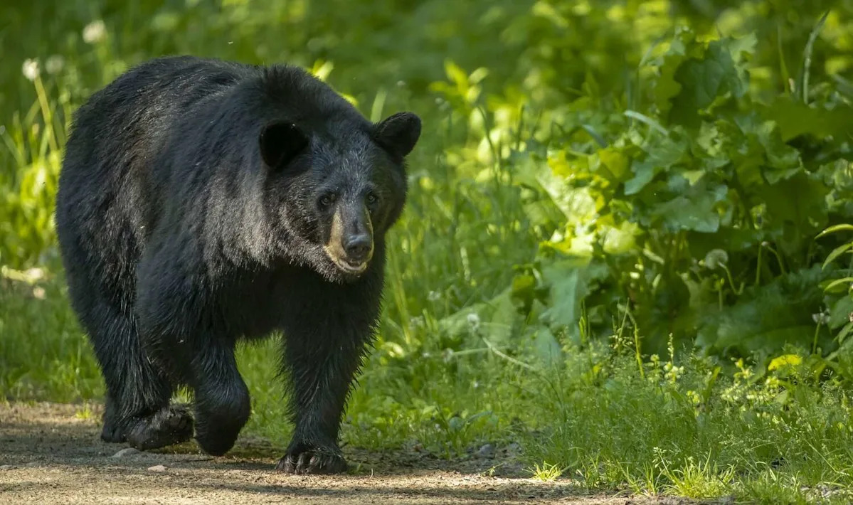Texas is seeing more black bears. What should you do if you see one?