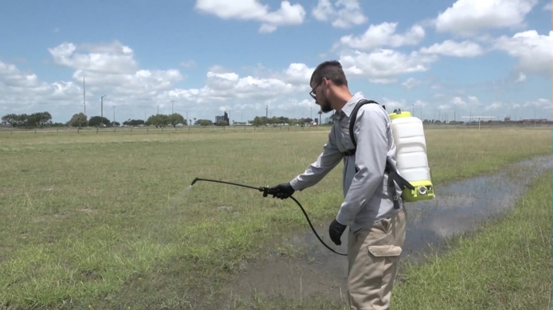 Recent rain brings mosquito surge across Corpus Christi neighborhood