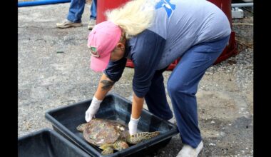 Sea turtle release set for May 31 on North Padre Island