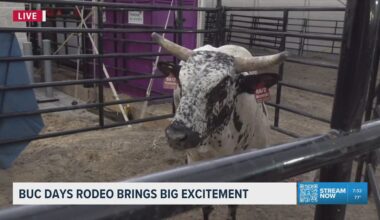 Buc Days Rodeo brings big excitement