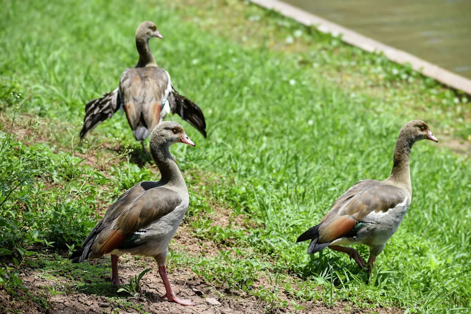 Egyptian geese walk across the grounds at The Club at Pecan Grove. (Ariana Garcia)
