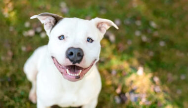 Fort Worth Fire Department Gives Homeless Veteran’s Pit Bull a New Home—and a New Family