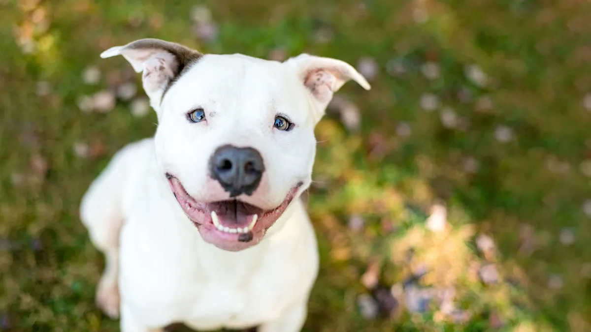 Fort Worth Fire Department Gives Homeless Veteran’s Pit Bull a New Home—and a New Family