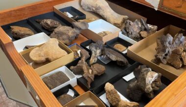 Ice Age fossils found in Central Texas cave