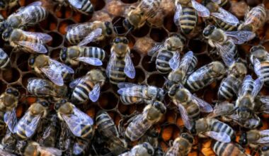 Swarm of bees attack Sunset Valley resident; officials urge precautions