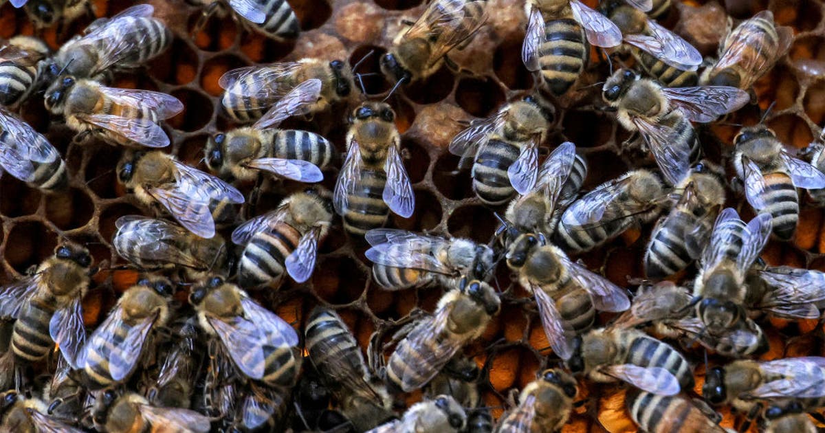 Swarm of bees attack Sunset Valley resident; officials urge precautions