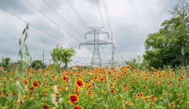 power lines in texas in a field of flowers