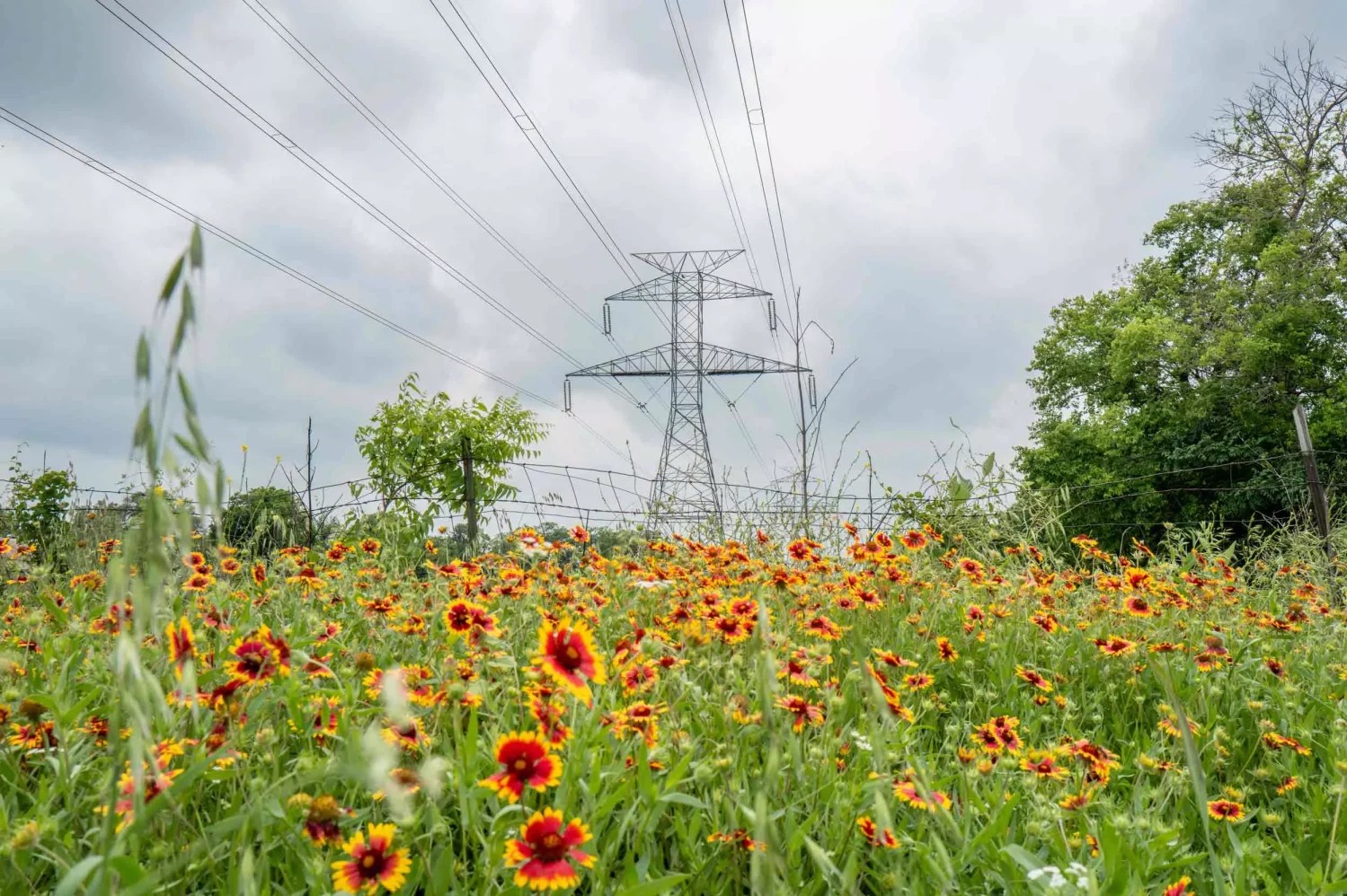 power lines in texas in a field of flowers