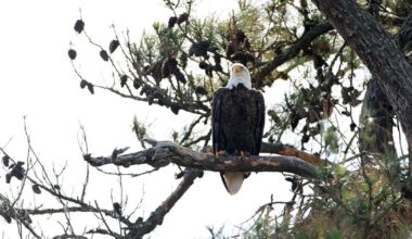 Suburban Houston resident admits to killing bald eagle