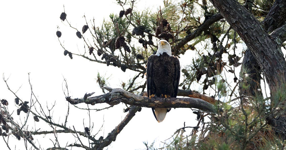 Suburban Houston resident admits to killing bald eagle