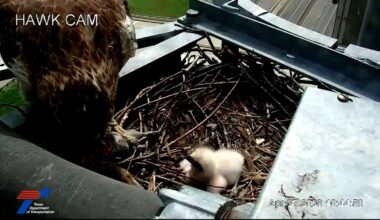 Baby hawk spotted on TxDOT camera nest in Irving – NBC 5 Dallas-Fort Worth