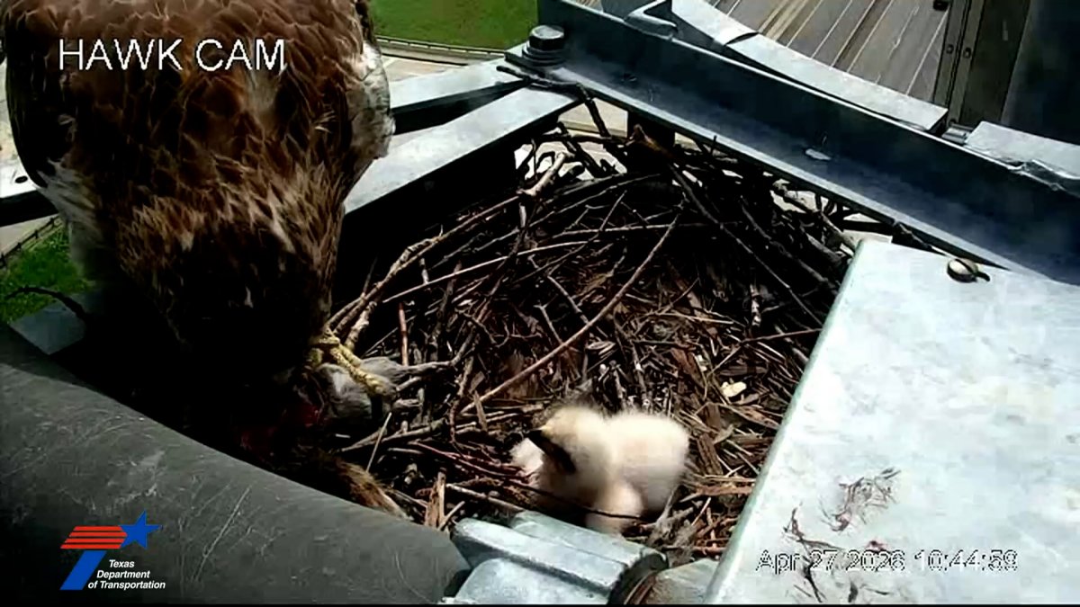 Baby hawk spotted on TxDOT camera nest in Irving – NBC 5 Dallas-Fort Worth
