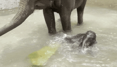 Adorable Baby Elephant Takes First Swim at Fort Worth Zoo