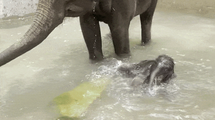 Adorable Baby Elephant Takes First Swim at Fort Worth Zoo