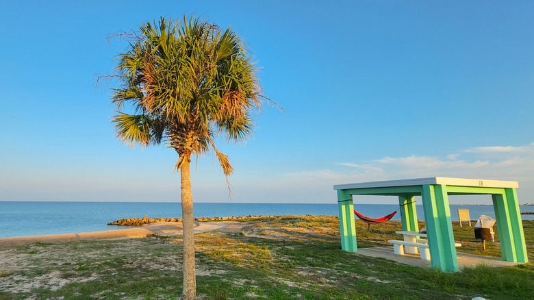 A palm tree with a covered picnic table next to it and the bay in the background.