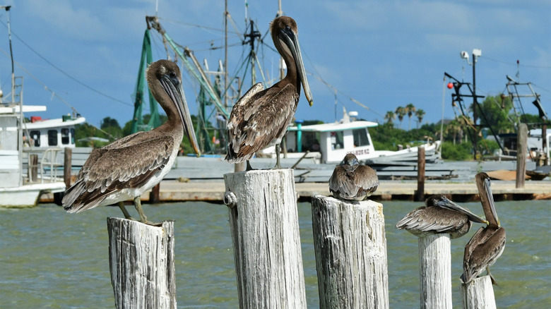 Seabirds on wooden poles with fishing boats and water in the background at Seadrift, Texas.