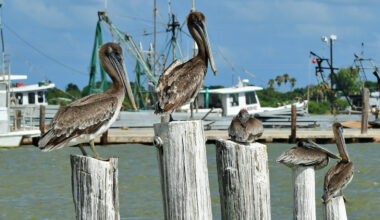 Between Houston And Corpus Christi Is Texas' Charming Coastal City With Standout Fishing And Bayside Beauty